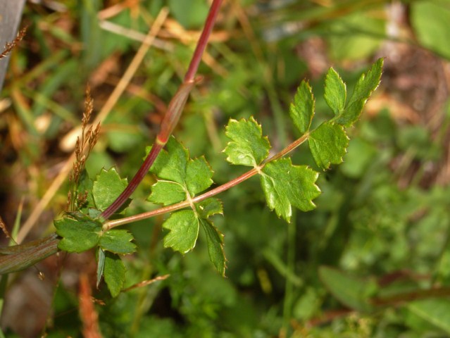 Peucedanum cervaria (=Cervaria rivini ) / Imperatoria cervaria